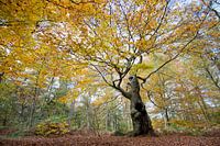 Baum des Lebens (compositie 2)