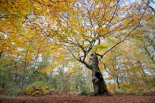 Baum des Lebens (compositie 2)