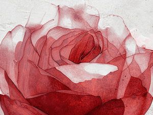 Hotel-Chic.  Rote Rose in sanften, transparenten Farbtönen