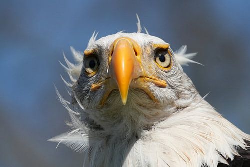 Porträt Weißkopfseeadler (Haliaeetus Leucocephalus)