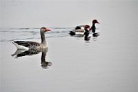 Goose and Crowned Ducks