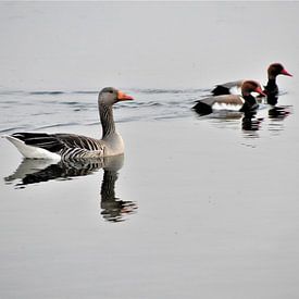 Gans en Krooneenden van Naomi Visser