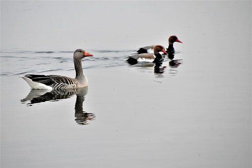 Goose and Crowned Ducks