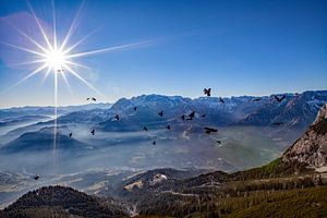 Bergdohlen von der Werfnerhütte
