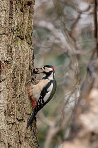 Grote bonte specht