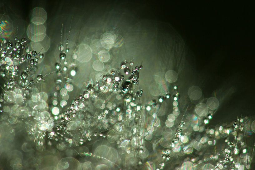 Drops on dandelion III by Nienke Castelijns