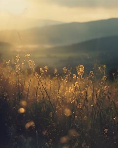 Natur erwacht im Herbst