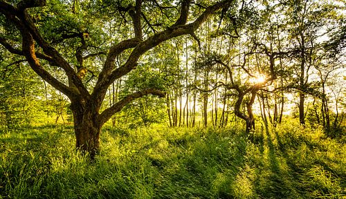 Tegenlicht in boomgaard Westerkwartier