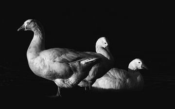 Three geese by Keserű Collective