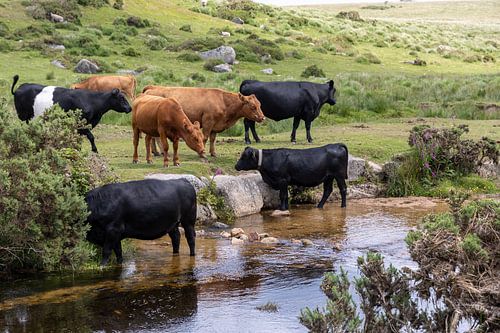 Koeien in Dartmoor National Park