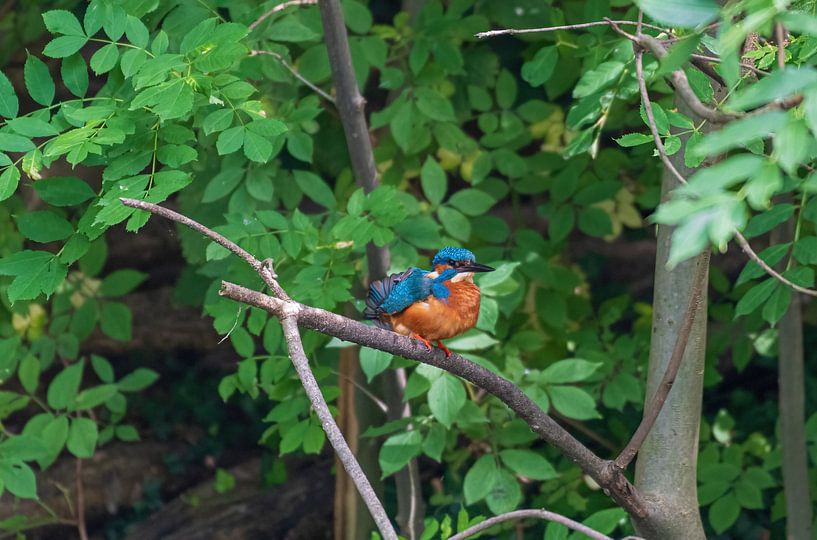 De IJsvogel op een tak van Merijn Loch