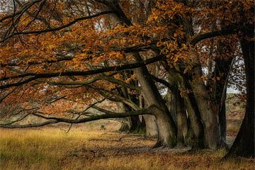 The old wise oak by Nicole van Ede