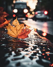 Maple leaf on the street in the city