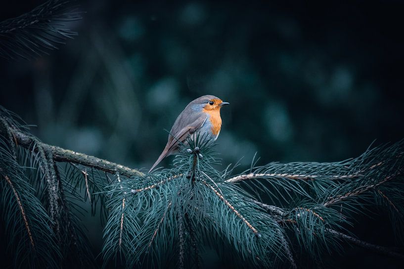 Robin by Jayzon Photo