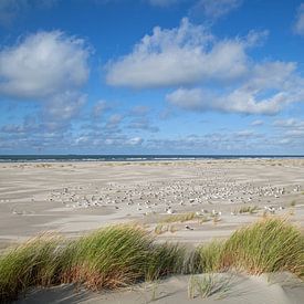 Strand van Terschelling van Helga Kuiper