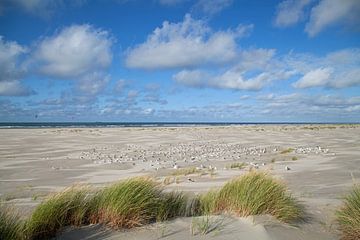 Beach of Terschelling by Helga Kuiper