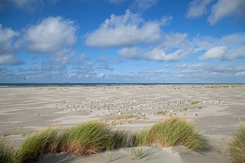 Strand van Terschelling