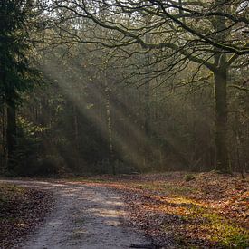 Courbe dans un chemin forestier sur Frans Blok