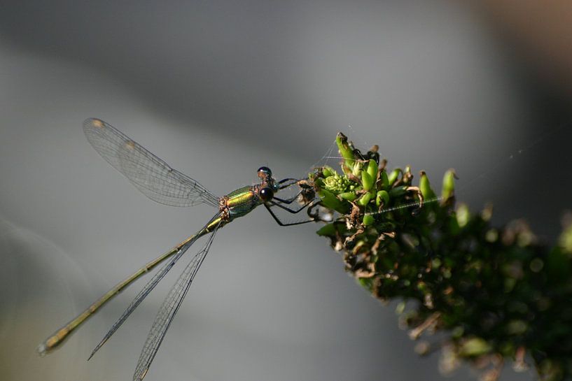 dragonfly by EnWout