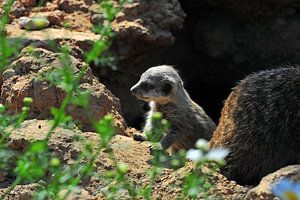 Meerkat kwekerij van Ingo Laue