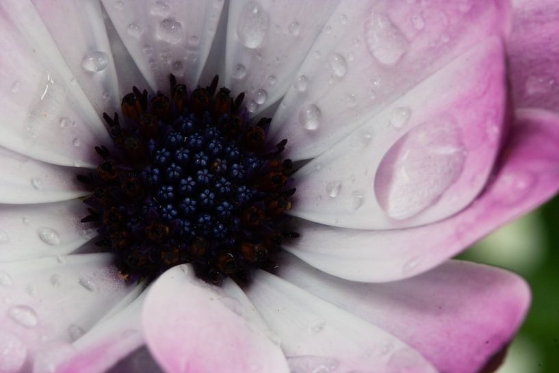 Spanish Daisy with drops by Eric van Duijn