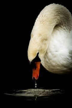 Swan by basnieuwenh