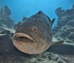 Grouper in Curaçao by Karel Frielink thumbnail