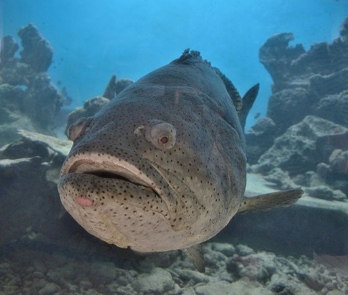 Grouper in Curaçao by Karel Frielink