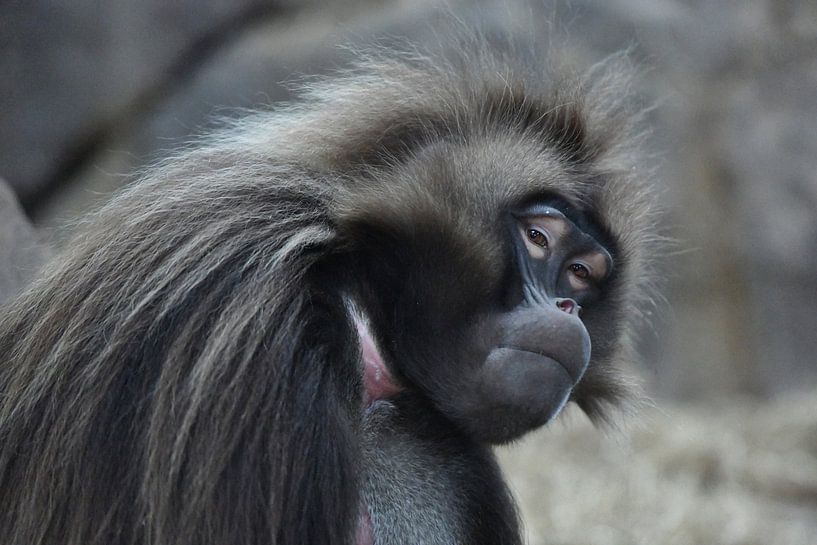 Gelada von Nico Dam