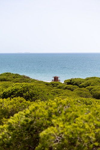 Ochtendzicht over een dicht mediterraan dennenbos, natuurreservaat Pinar De La Almadraba, Pinares De Rota, Rota, Cádiz, Andalusië, Spanje.