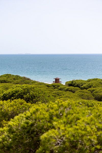 Morning view over a dense Mediterranean pine forest, Pinar De La Almadraba nature reserve, Pinares De Rota, Rota, Cádiz, Andalusia, Spain. by Fotos by Jan Wehnert