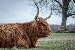 Schottischer Hochlandbewohner im Naturschutzgebiet