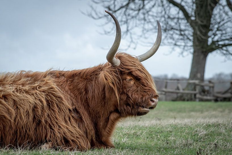 Scottish highlander in nature reserve by Dirk van Egmond