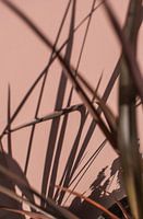 pink red wall - plant shade