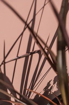 pink red wall - plant shade