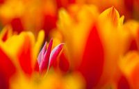 Tulpen in Birnenregion von Frank Peters Miniaturansicht
