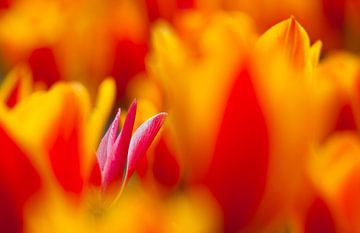Tulpen in Bollenstreek van Frank Peters