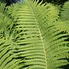 Leuchtend grüne Farne im Sonnenlicht von Adriana Müller