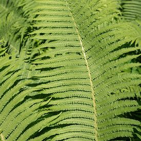 Leuchtend grüne Farne im Sonnenlicht von Adriana Müller