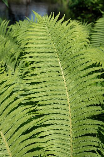 Leuchtend grüne Farne im Sonnenlicht von Adriana Müller