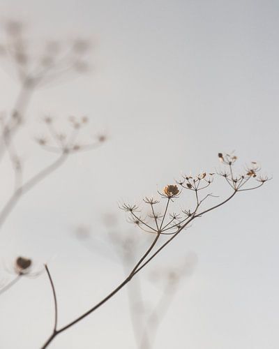 Herfst tak sober en minimalistisch