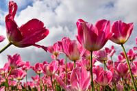 Tulpen