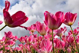 Tulips by Monique Verlouw