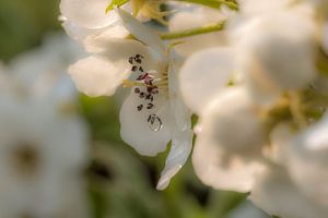 bloesem met waterdruppel 01 sur Moetwil en van Dijk - Fotografie