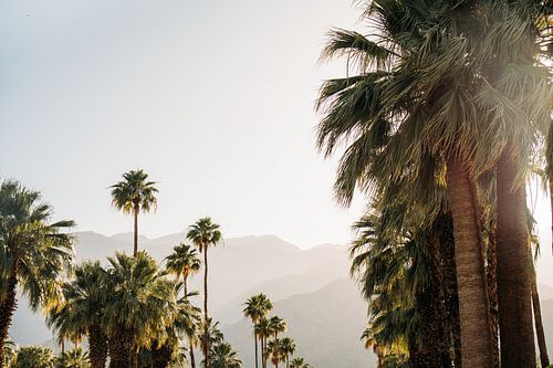 Sonnenuntergang in Palm Springs mit Palmen von Patrycja Polechonska