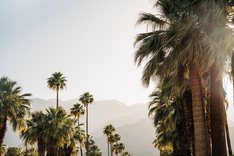 Coucher de soleil à Palm Springs avec palmiers par Patrycja Polechonska