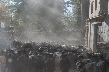 Straatbeeld van een kudde geiten een dorp in de Himalaya | Nepal van Photolovers reisfotografie
