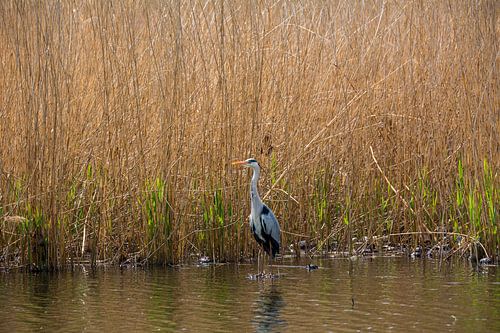 Reiger
