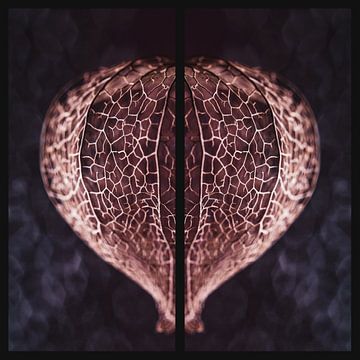 Physalis heart van audreyhoubenfotografie