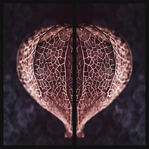 Physalis heart